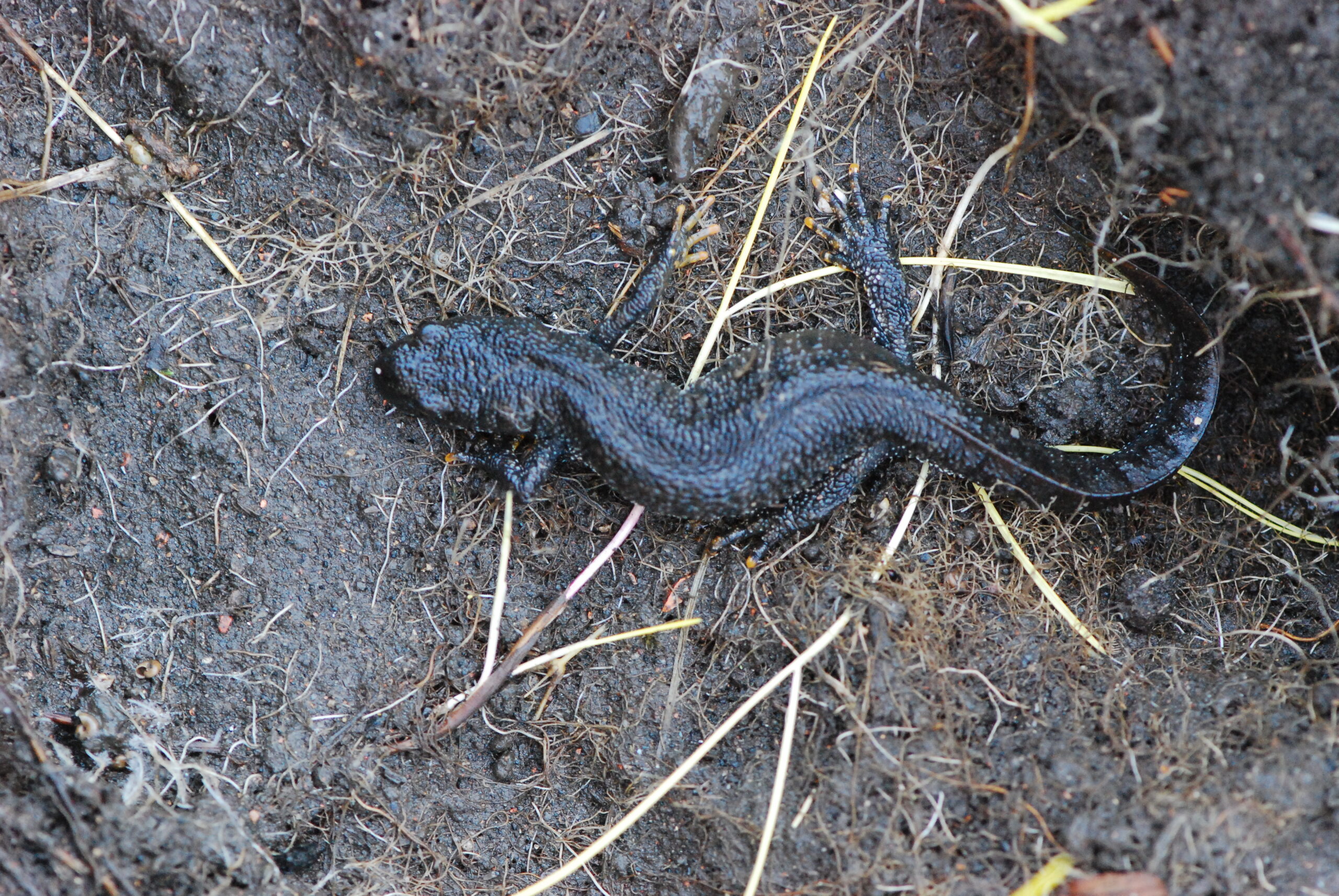 A Bit about Our Newts