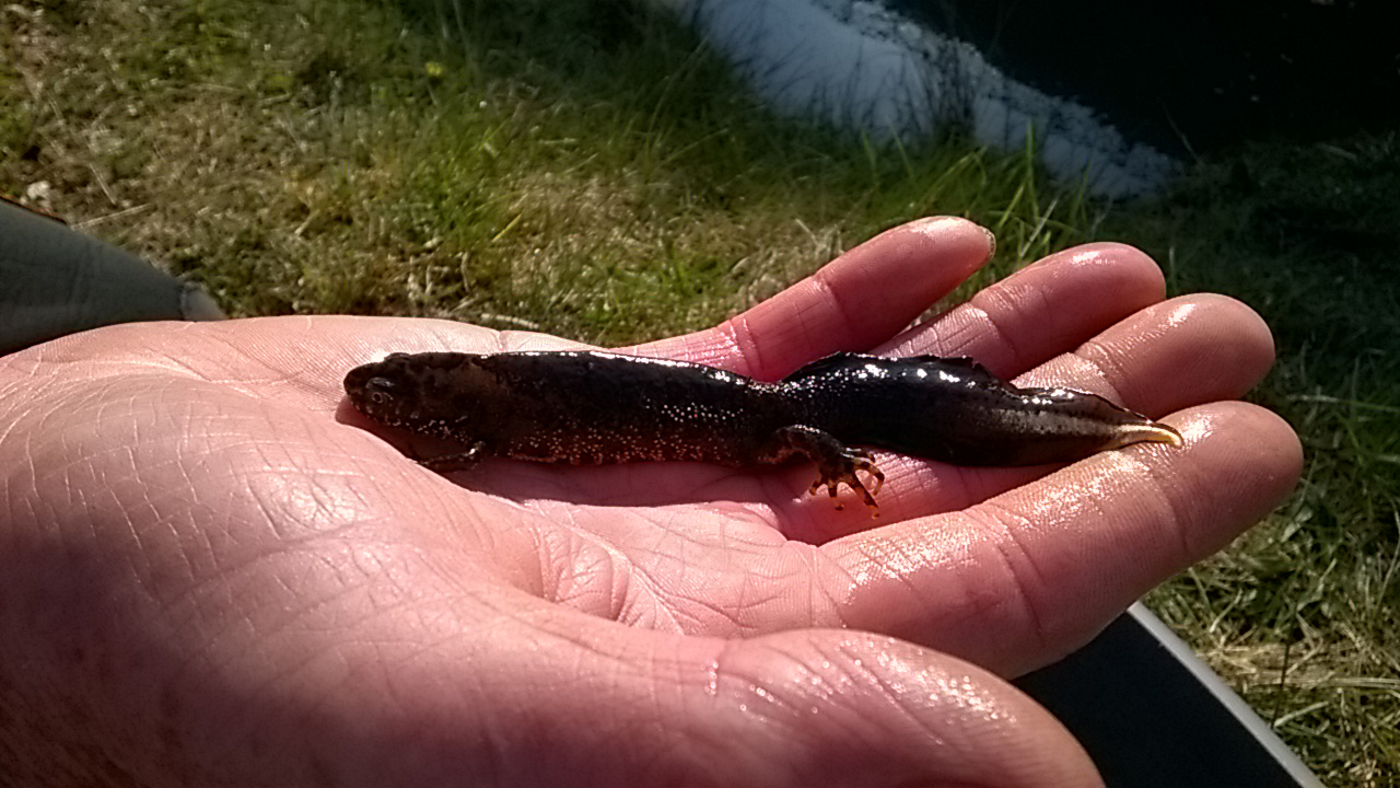 Newt Volunteer Workdays