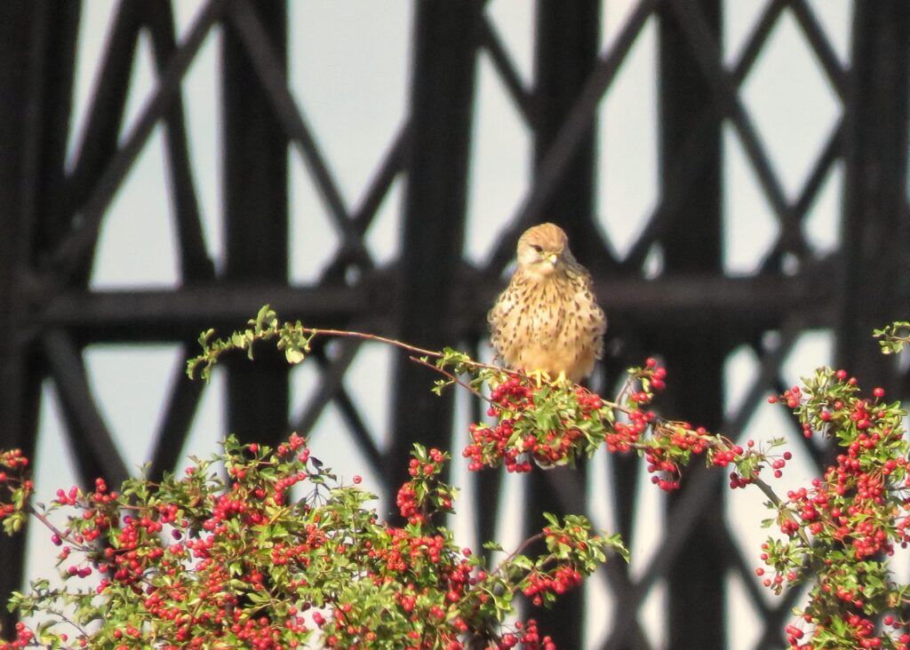 A bird resting on a tree with the viaduct in the background.