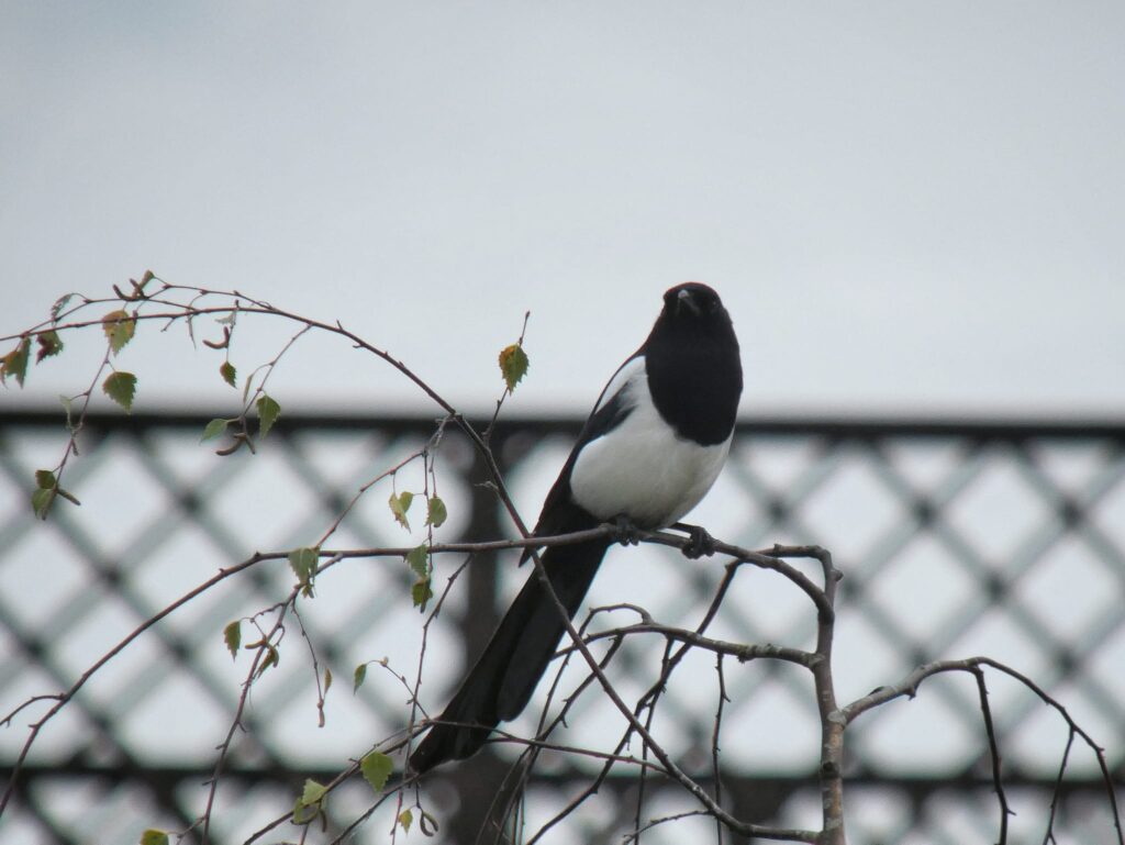 A bird resting on a tree with the viaduct in the background.
