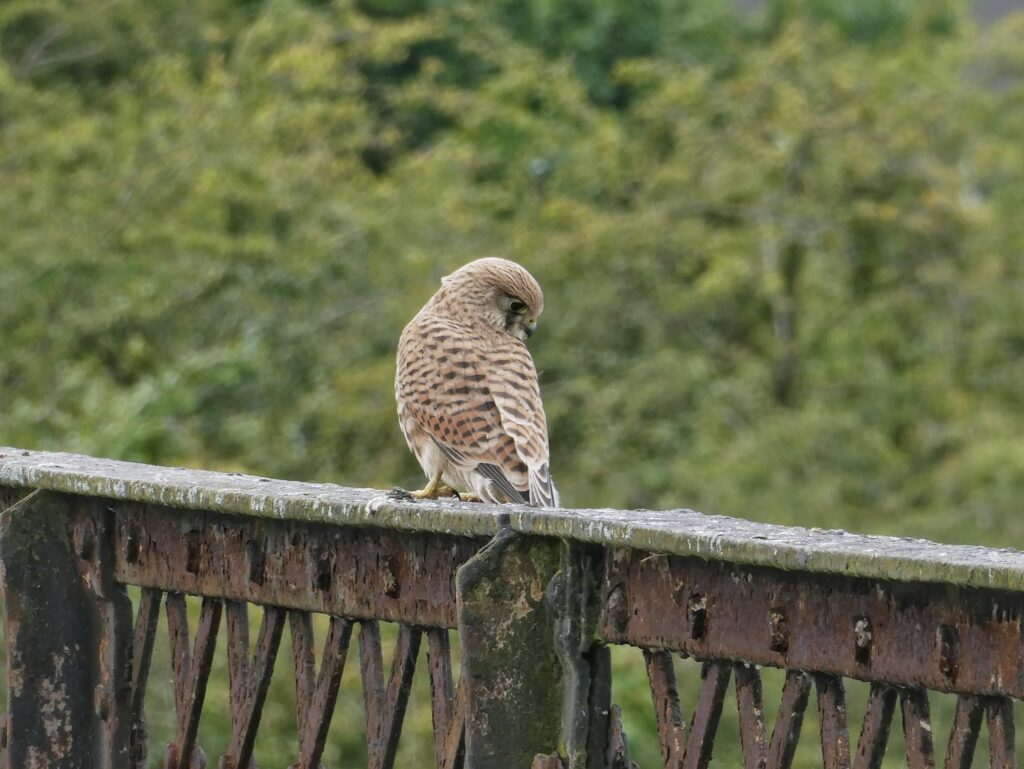 A large bird rests on the iron fencing on the viaduct.