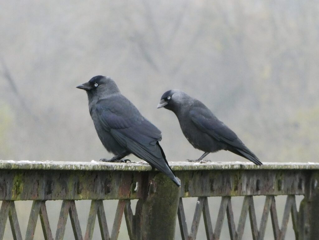 Two large birds rests on the iron fencing on the viaduct.